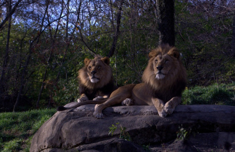 Psychology Club Students Learn Animal-Training Techniques at Pittsburgh Zoo