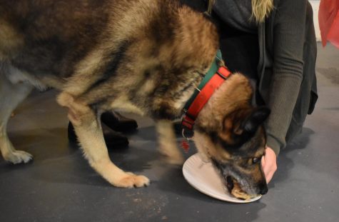 Dogs and Students Learn Together