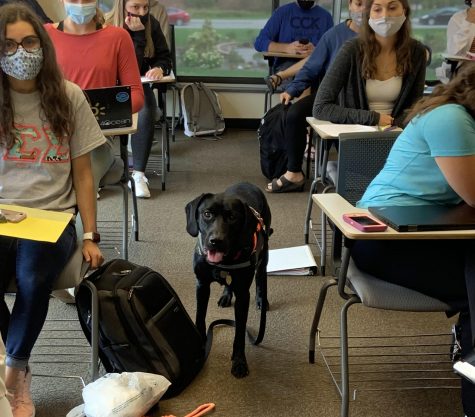 Dogs in Classrooms May Promote Healthy Habits in Students