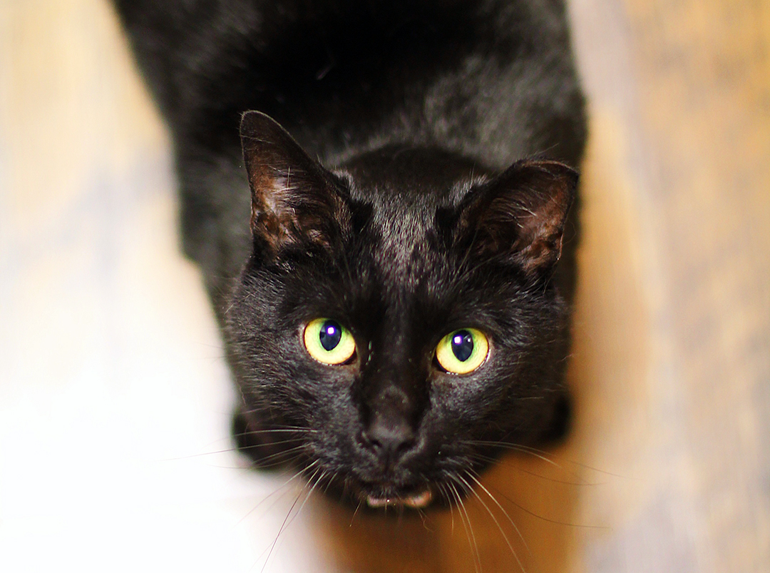 Psychology Club Introduces “Library Cats Program”