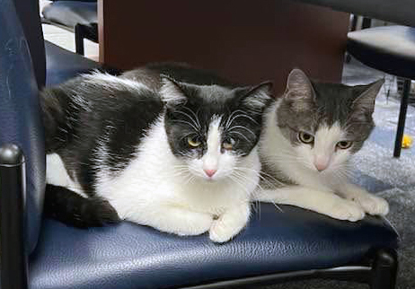 Psychology Club’s “Library Cats Program” Helps Shelter Animals and SFU Community